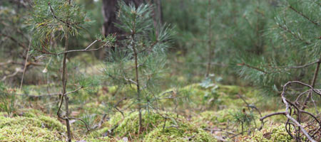 Bestandesbegründung - Waldbesitzer | FBG Ostheide